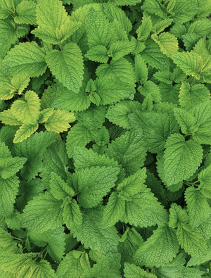 Mint