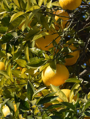 Yuzu